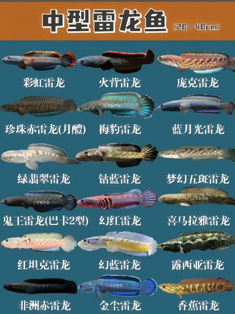 如何預防雷龍魚腸炎，如何防治雷龍魚腸炎 如何預防雷龍魚腸炎，如何防治雷龍魚腸炎 龍魚百科 第4張