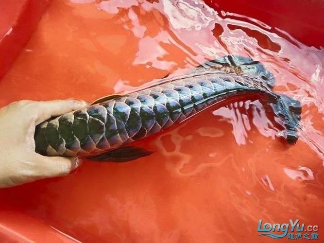 如何鑒別紫色金龍魚的品相等級,如何鑒別紫色金龍魚的品相等級?如何判斷紫色金龍魚的年齡? 龍魚百科 第6張 如何鑒別紫色金龍魚的品相等級,如何鑒別紫色金龍魚的品相等級?如何判斷紫色金龍魚的年齡? 如何鑒別紫色金龍魚的品相等級,如何鑒別紫色金龍魚的品相等級?如何判斷紫色金龍魚的年齡? 龍魚百科 第6張