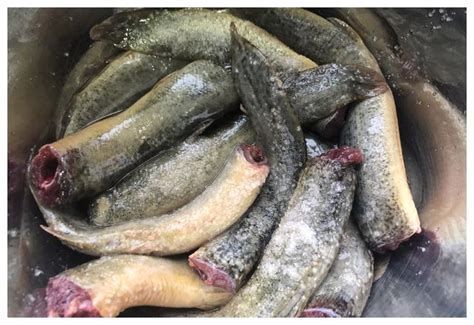 有哪些食物對龍魚有益？ 有哪些食物對龍魚有益？ 龍魚百科 第2張