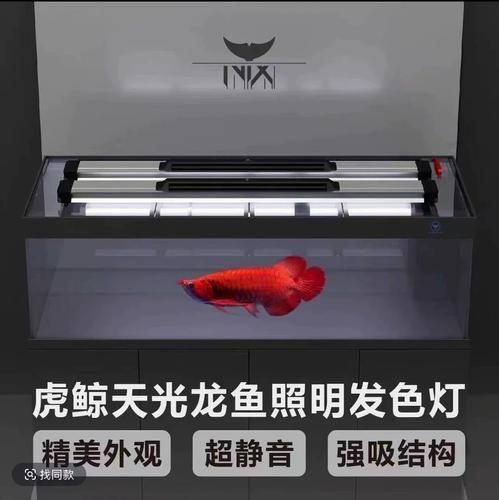 能推薦幾款性價比高的龍魚發色燈嗎？，龍魚發色燈哪個牌子好 能推薦幾款性價比高的龍魚發色燈嗎？，龍魚發色燈哪個牌子好 龍魚百科 第19張
