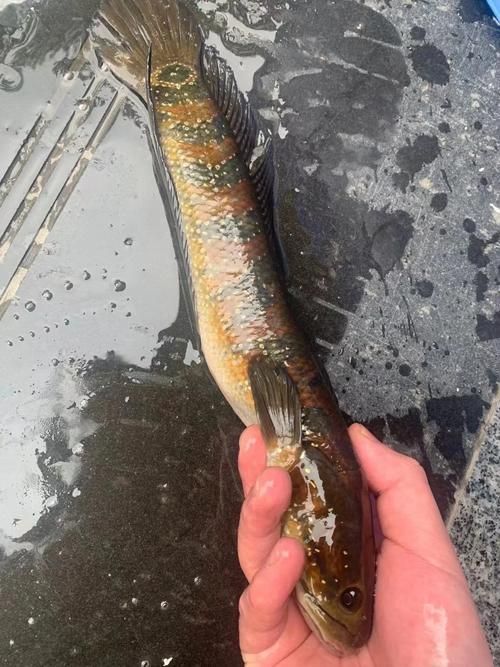 如何區(qū)分真假中華七星龍魚?,中華七星龍魚的辨別 龍魚百科 第5張 如何區(qū)分真假中華七星龍魚?,中華七星龍魚的辨別 如何區(qū)分真假中華七星龍魚?,中華七星龍魚的辨別 龍魚百科 第5張