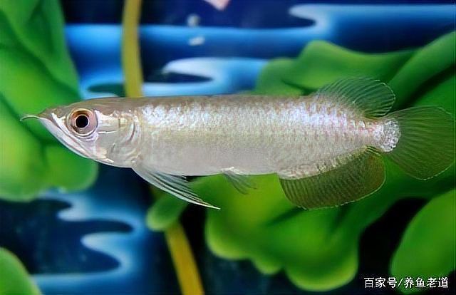 如何判斷龍魚對飼料的適應情況？，–判斷龍魚對飼料的適應情況的適應情況