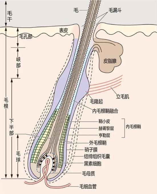 哪些藥物可以有效治療胡須斷裂，關(guān)于胡須斷裂的一些建議 哪些藥物可以有效治療胡須斷裂，關(guān)于胡須斷裂的一些建議 龍魚百科 第6張
