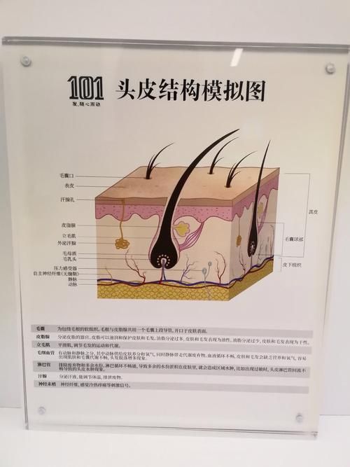 哪些藥物可以有效治療胡須斷裂，關(guān)于胡須斷裂的一些建議 哪些藥物可以有效治療胡須斷裂，關(guān)于胡須斷裂的一些建議 龍魚百科 第4張