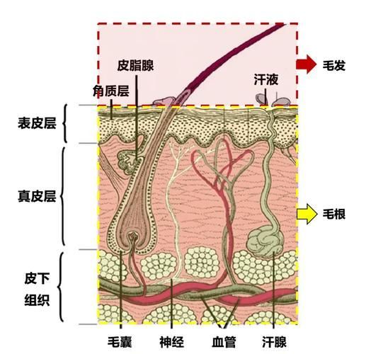哪些藥物可以有效治療胡須斷裂，關(guān)于胡須斷裂的一些建議 哪些藥物可以有效治療胡須斷裂，關(guān)于胡須斷裂的一些建議 龍魚百科 第1張
