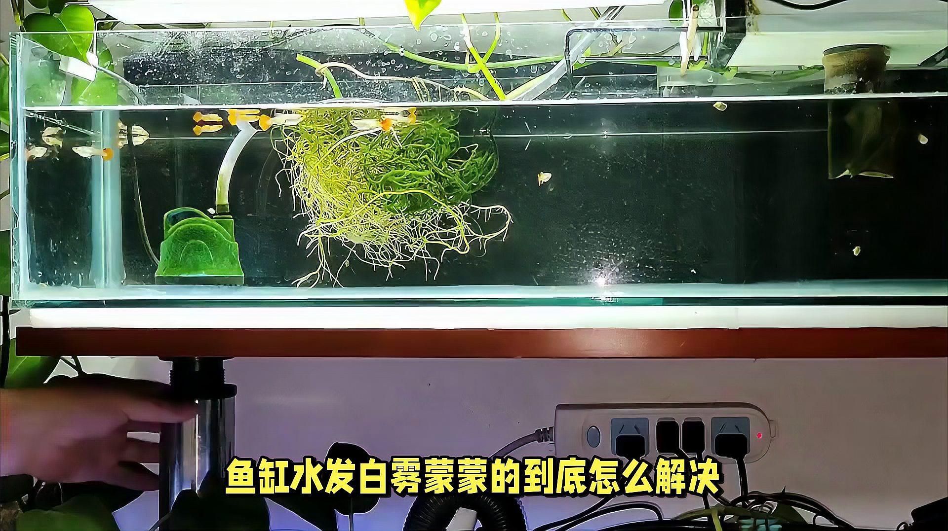 魚缸水發白霧蒙蒙多久會恢復，如何解決魚缸水發白霧蒙蒙的到底怎么解決 魚缸水發白霧蒙蒙多久會恢復，如何解決魚缸水發白霧蒙蒙的到底怎么解決 龍魚百科 第2張