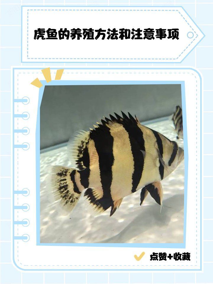 金龍魚和虎魚混養需要注意什么？，金龍魚和虎魚混養需要注意什么， 金龍魚和虎魚混養需要注意什么？，金龍魚和虎魚混養需要注意什么， 龍魚百科 第1張