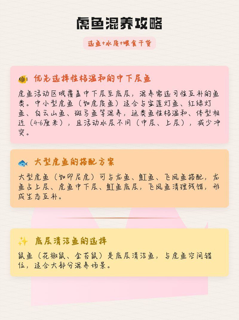 金龍魚和虎魚混養需要注意什么？，金龍魚和虎魚混養需要注意什么， 金龍魚和虎魚混養需要注意什么？，金龍魚和虎魚混養需要注意什么， 龍魚百科 第2張