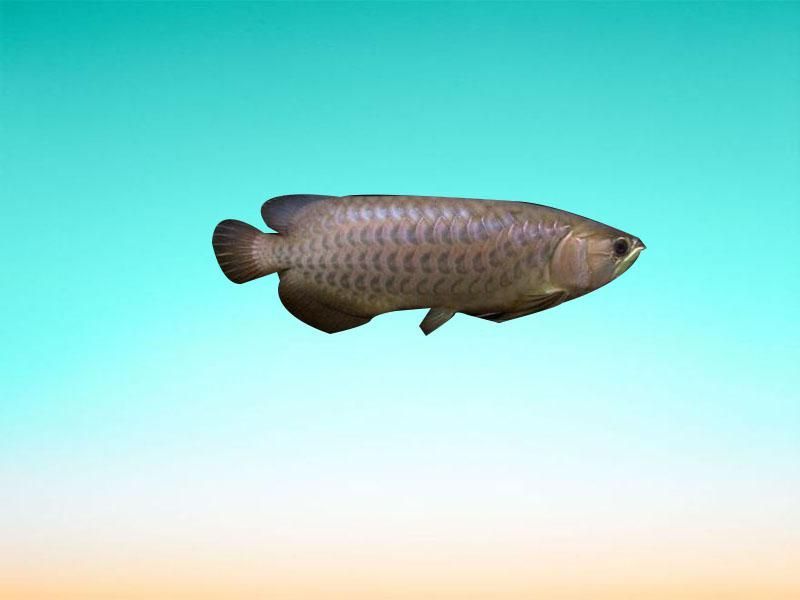 如何區(qū)分青陽(yáng)龍魚(yú)與其他龍魚(yú)品種，如何區(qū)分青陽(yáng)龍魚(yú)和其他龍魚(yú)品種