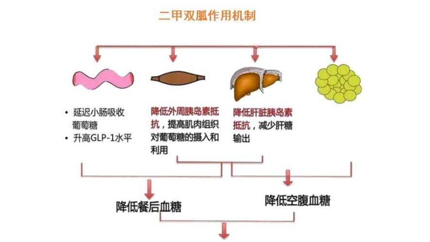 哪些藥物可以聯合使用,藥物聯合使用方案 龍魚百科 第1張 哪些藥物可以聯合使用,藥物聯合使用方案 哪些藥物可以聯合使用,藥物聯合使用方案 龍魚百科 第1張