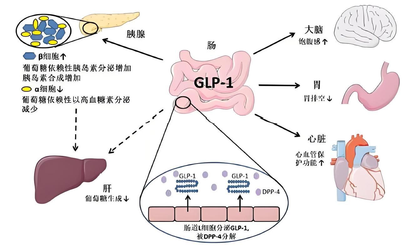 哪些藥物可以聯合使用,藥物聯合使用方案 龍魚百科 第2張 哪些藥物可以聯合使用,藥物聯合使用方案 哪些藥物可以聯合使用,藥物聯合使用方案 龍魚百科 第2張