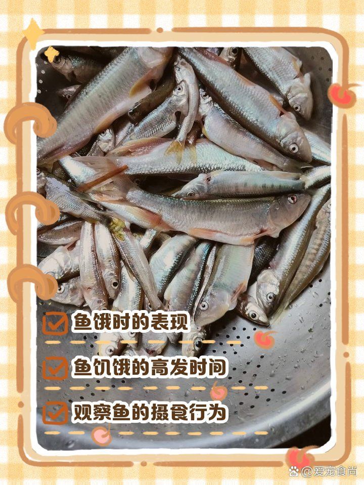 如何判斷魚是否處于饑餓狀態，如何判斷魚是否處于饑餓狀態，判斷魚是否處于饑餓狀態 如何判斷魚是否處于饑餓狀態，如何判斷魚是否處于饑餓狀態，判斷魚是否處于饑餓狀態 龍魚百科 第1張