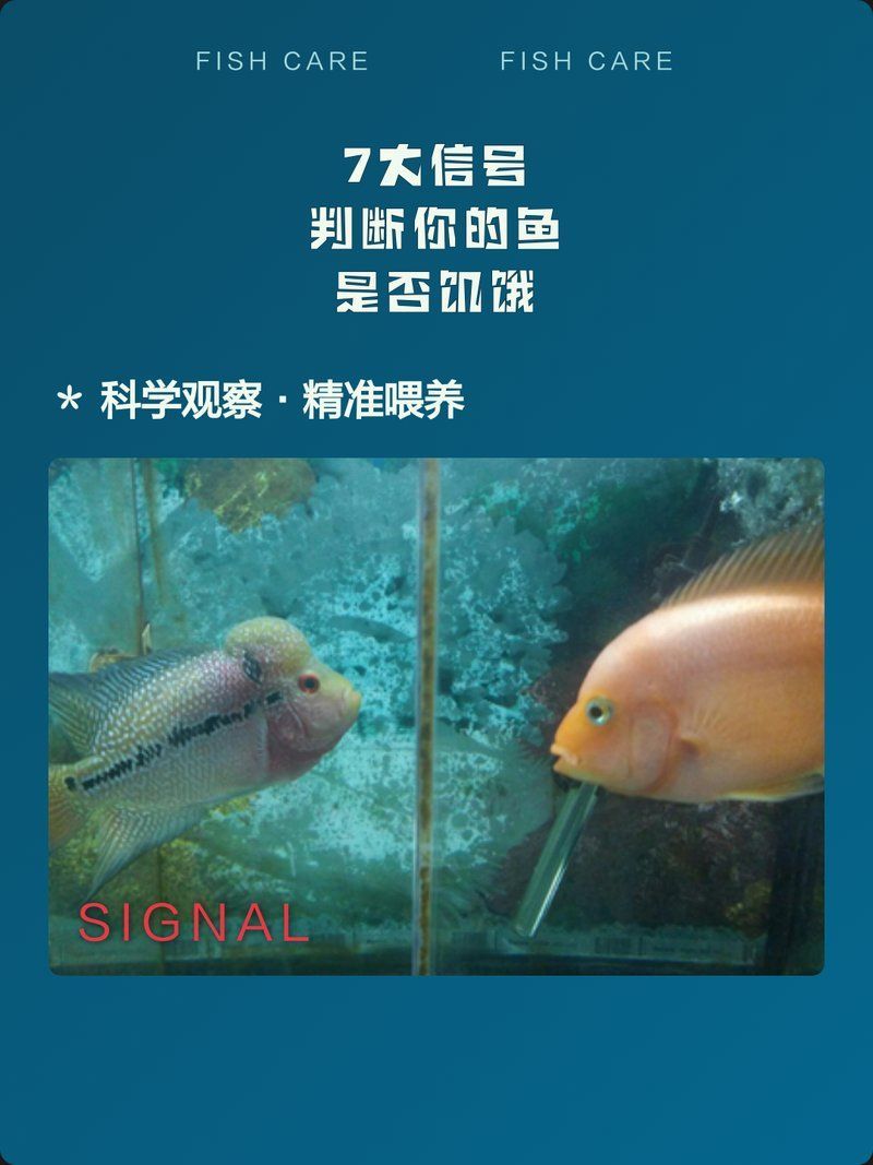 如何判斷魚是否處于饑餓狀態，如何判斷魚是否處于饑餓狀態，判斷魚是否處于饑餓狀態 如何判斷魚是否處于饑餓狀態，如何判斷魚是否處于饑餓狀態，判斷魚是否處于饑餓狀態 龍魚百科 第2張
