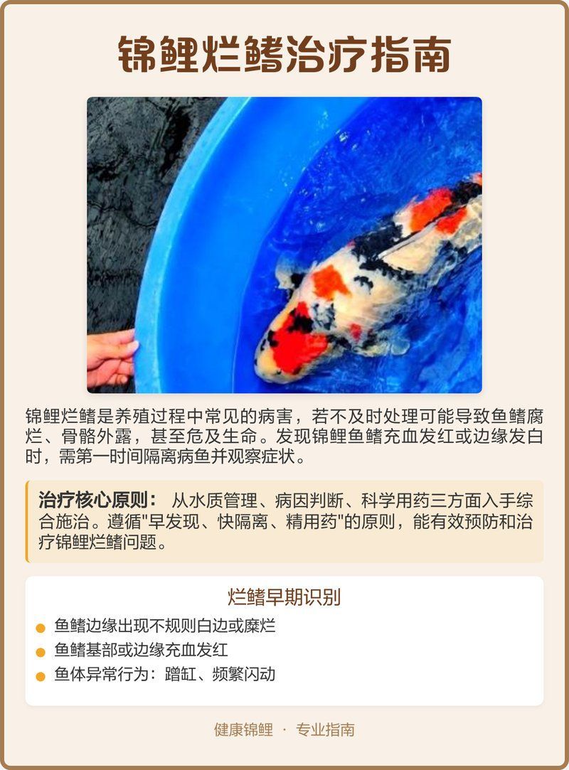 錦鯉爛鰭后能否恢復(fù)，錦鯉爛鰭后能否恢復(fù)是一個(gè)復(fù)雜的問題需要從多個(gè)角度進(jìn)行考慮 錦鯉爛鰭后能否恢復(fù)，錦鯉爛鰭后能否恢復(fù)是一個(gè)復(fù)雜的問題需要從多個(gè)角度進(jìn)行考慮 龍魚百科 第1張
