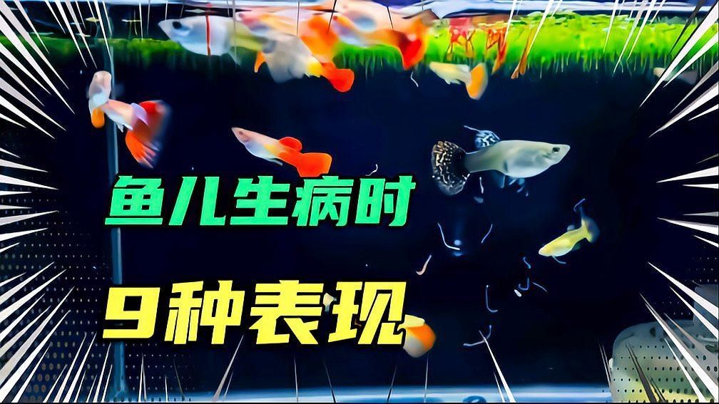 如何判斷紅龍魚是否感染外寄生蟲，如何判斷觀賞魚生病時的9種表現