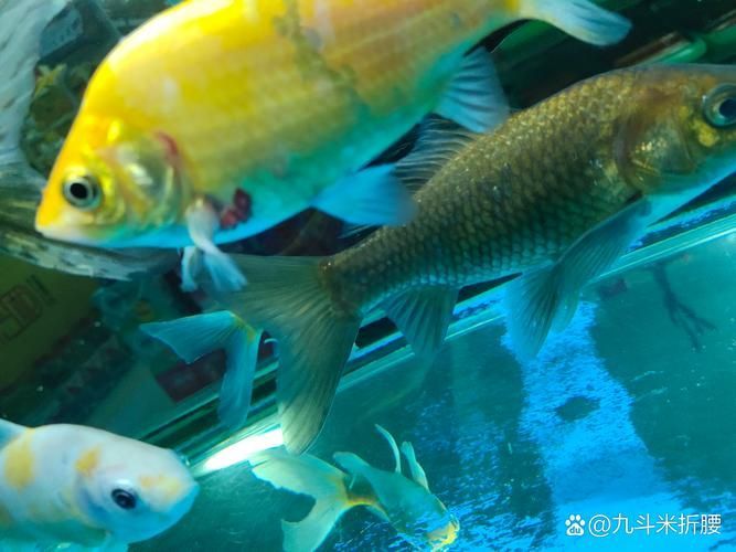如何預防魚鰭根部充血復發 龍魚百科 第5張 如何預防魚鰭根部充血復發 如何預防魚鰭根部充血復發 龍魚百科 第5張