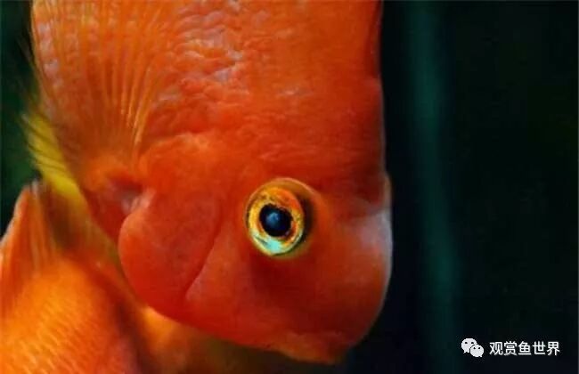 如何檢測紅龍魚眼睛白斑的原因？，如何檢測紅龍魚眼睛白斑 如何檢測紅龍魚眼睛白斑的原因？，如何檢測紅龍魚眼睛白斑 龍魚百科 第2張