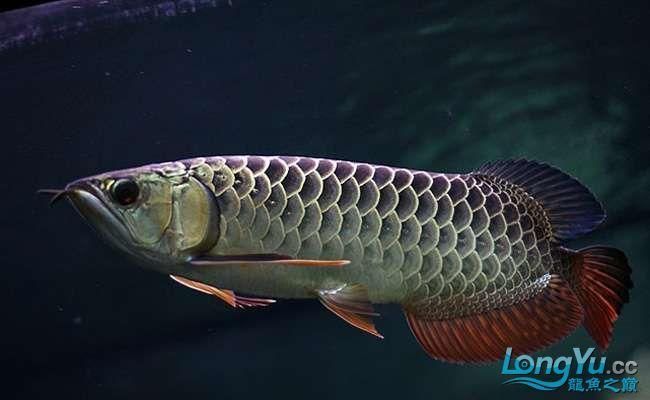 紫金龍魚有哪些獨特特征?,紫金龍魚是什么魚? 龍魚百科 第5張 紫金龍魚有哪些獨特特征?,紫金龍魚是什么魚? 紫金龍魚有哪些獨特特征?,紫金龍魚是什么魚? 龍魚百科 第5張