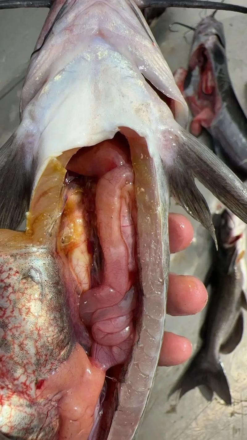 給我一些判斷魚是否腹水的圖片，判斷魚是否腹水的方法 給我一些判斷魚是否腹水的圖片，判斷魚是否腹水的方法 龍魚百科 第3張