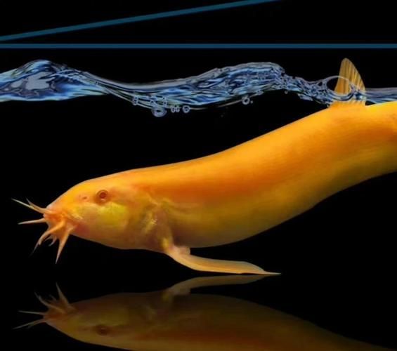 金龍魚相克食物有哪些具體案例？，金龍魚的“相克食物”
