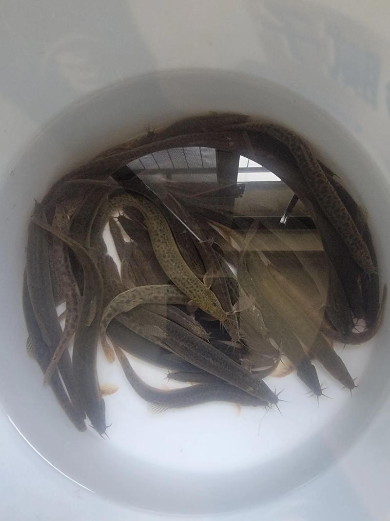 金龍魚相克食物有哪些具體案例？，金龍魚的“相克食物”