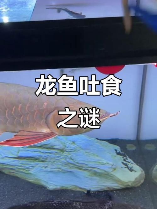 金龍魚相克食物有哪些具體案例？，金龍魚的“相克食物”