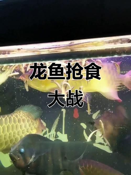 金龍魚相克食物有哪些具體案例？，金龍魚的“相克食物”