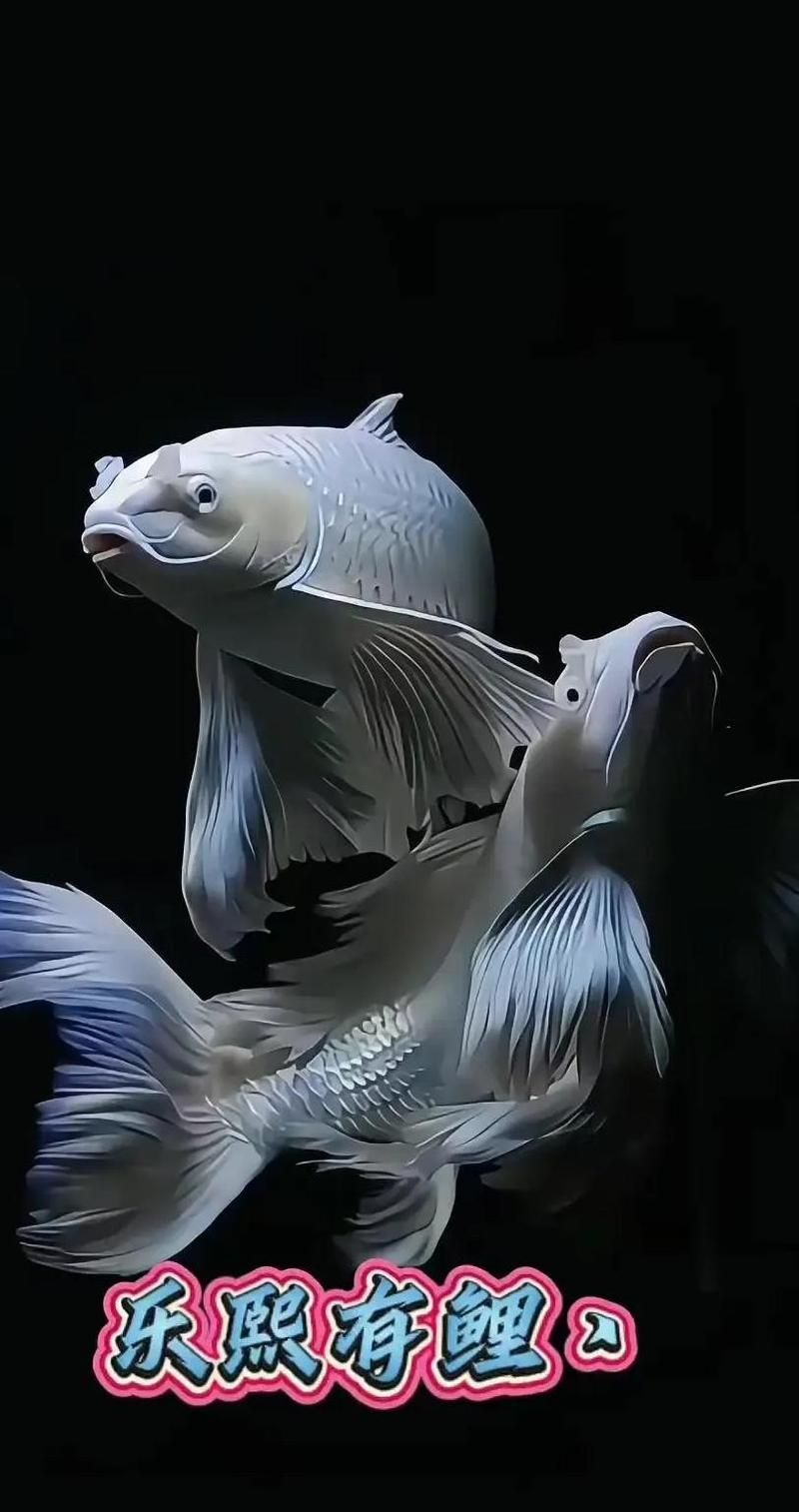 蝴蝶鯉多久換一次水？