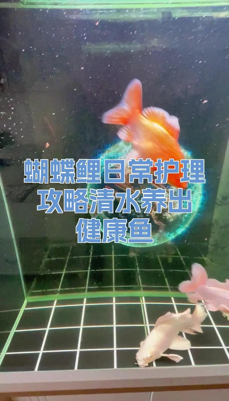蝴蝶鯉多久換一次水？