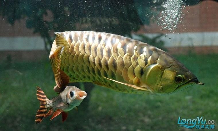 金龍魚燈光最佳擺放位置 金龍魚燈光最佳擺放位置 龍魚百科 第15張