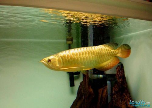 金龍魚燈光最佳擺放位置 金龍魚燈光最佳擺放位置 龍魚百科 第18張