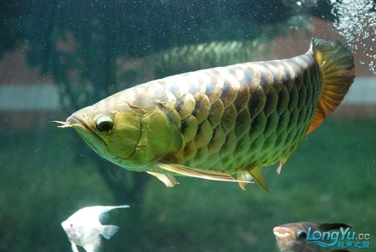 金龍魚燈光最佳擺放位置 金龍魚燈光最佳擺放位置 龍魚百科 第19張