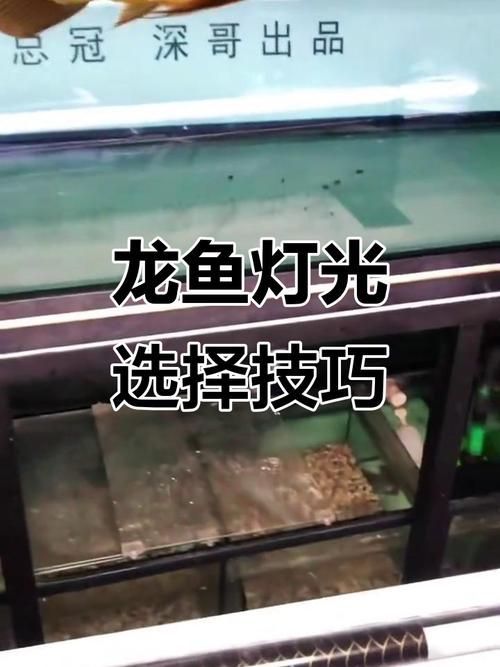 金龍魚燈光最佳擺放位置 金龍魚燈光最佳擺放位置 龍魚百科 第8張