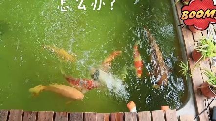 龍魚爛鰓最簡單處理方法視頻