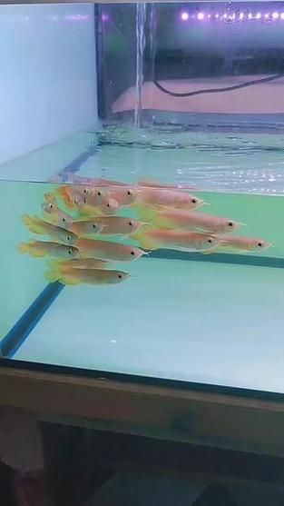給我一些紅龍魚的市場價格數(shù)據(jù),紅龍魚市場價格走勢圖如何判斷紅龍魚的品質(zhì)和價格 龍魚百科 第5張 給我一些紅龍魚的市場價格數(shù)據(jù),紅龍魚市場價格走勢圖如何判斷紅龍魚的品質(zhì)和價格 給我一些紅龍魚的市場價格數(shù)據(jù),紅龍魚市場價格走勢圖如何判斷紅龍魚的品質(zhì)和價格 龍魚百科 第5張