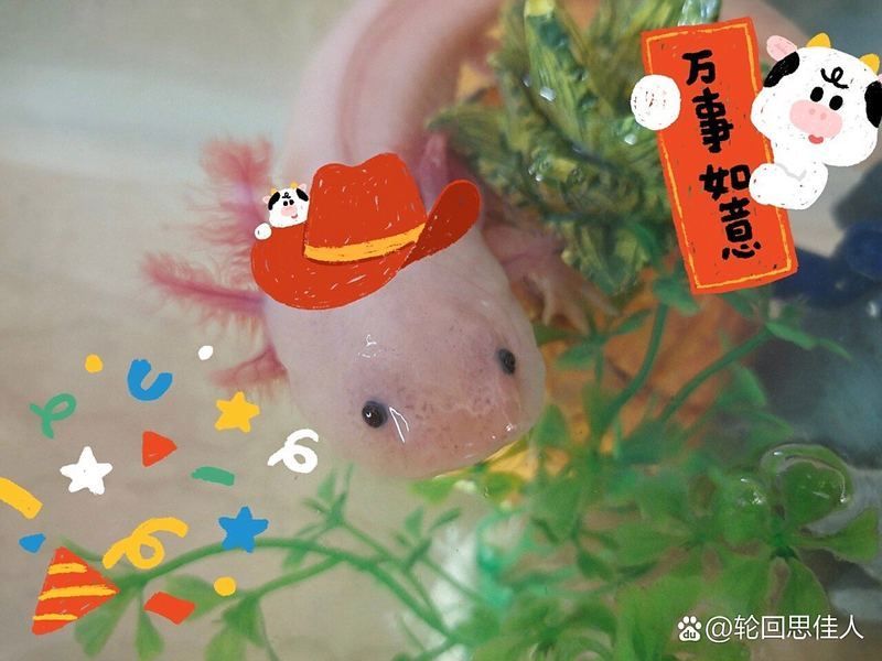 六角龍有哪些常見疾病