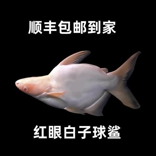0號和1號白子球鯊哪個更稀有？，0號和1號白子球鯊哪個更稀有龍魚魚缸擺放有哪些風(fēng)水講究 0號和1號白子球鯊哪個更稀有？，0號和1號白子球鯊哪個更稀有龍魚魚缸擺放有哪些風(fēng)水講究 龍魚百科 第1張