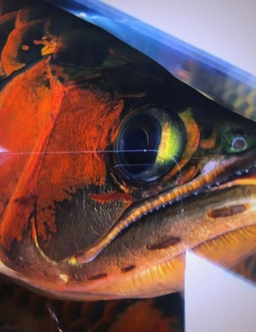 如何判斷龍魚撞傷是否嚴(yán)重? 龍魚百科 第5張 如何判斷龍魚撞傷是否嚴(yán)重? 如何判斷龍魚撞傷是否嚴(yán)重? 龍魚百科 第5張