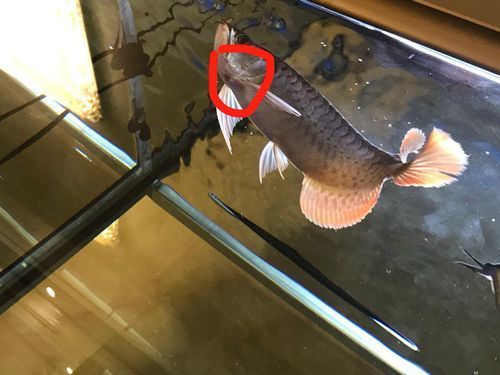 如何判斷龍魚撞傷是否嚴(yán)重? 龍魚百科 第3張 如何判斷龍魚撞傷是否嚴(yán)重? 如何判斷龍魚撞傷是否嚴(yán)重? 龍魚百科 第3張