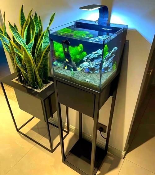 給我一張詳細的魚缸擺放位置圖，詳細的魚缸擺放位置圖 給我一張詳細的魚缸擺放位置圖，詳細的魚缸擺放位置圖 龍魚百科 第11張