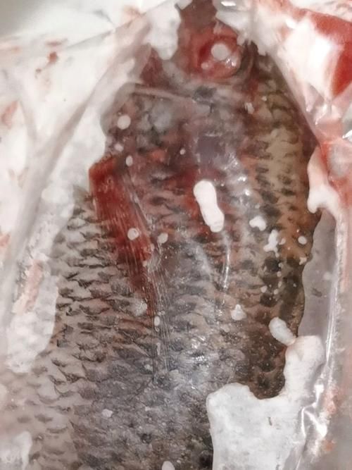 非洲金鼓魚有哪些常見疾病？，非洲金鼓魚病理圖示