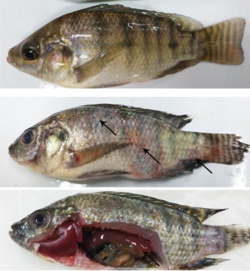 非洲金鼓魚有哪些常見疾病？，非洲金鼓魚病理圖示