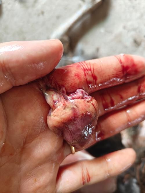 非洲金鼓魚有哪些常見疾病？，非洲金鼓魚病理圖示