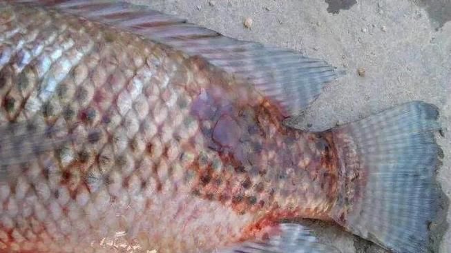 非洲金鼓魚有哪些常見疾病？，非洲金鼓魚病理圖示