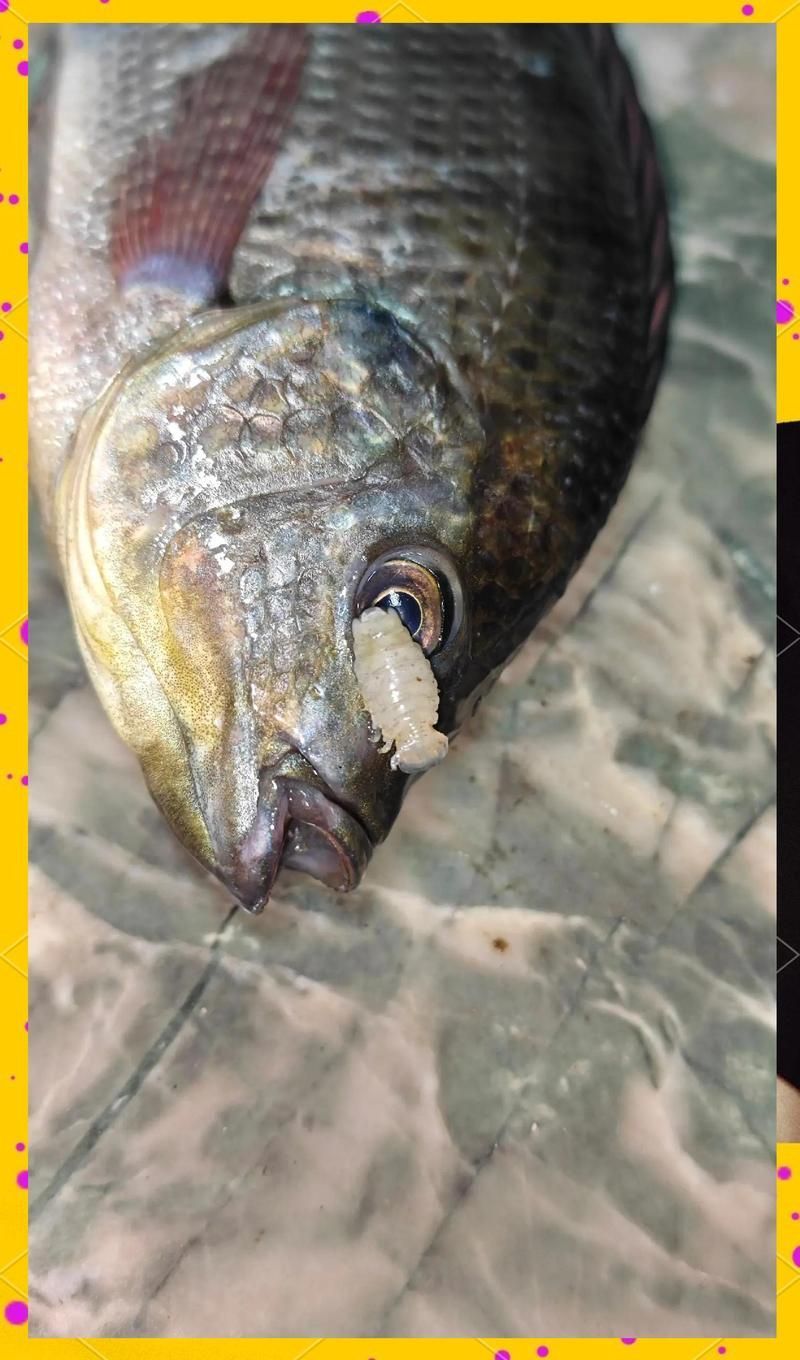 如何區分魚虱與其他寄生蟲