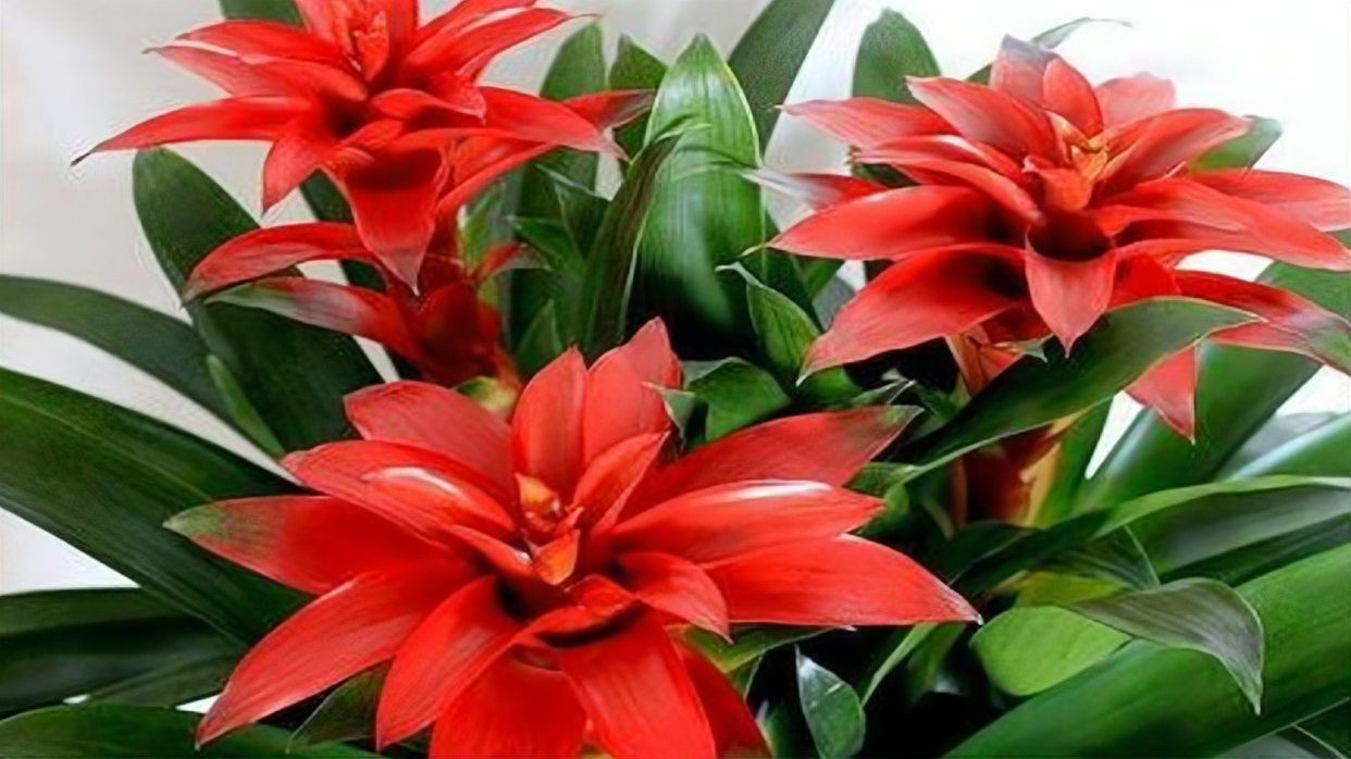 鎮宅又聚財的花，鎮宅又聚財的花卉 鎮宅又聚財的花，鎮宅又聚財的花卉 龍魚百科