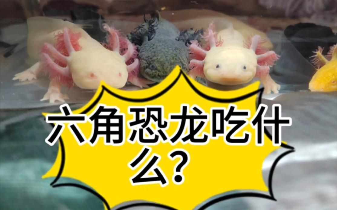 六角恐龍魚喜歡吃什么食物，六角恐龍魚喜歡吃什么食物六角恐龍魚喜歡吃什么食物