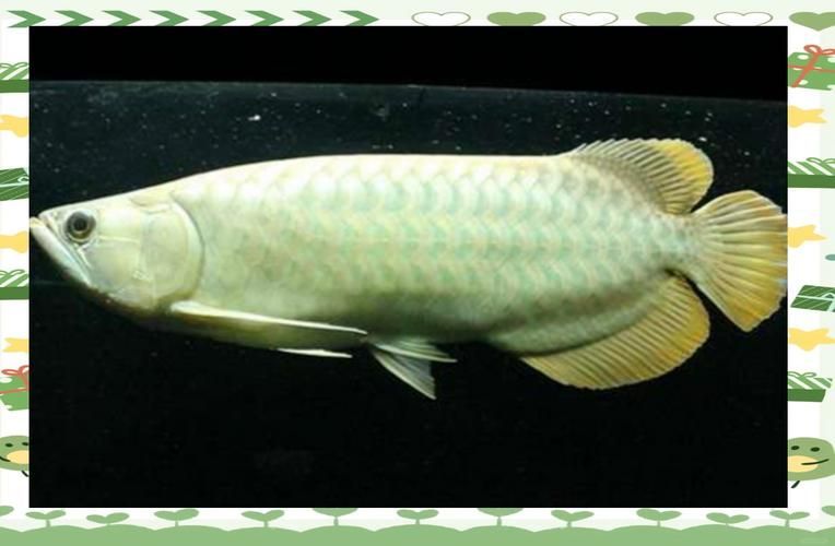 有哪些龍魚品種 龍魚百科 第4張 有哪些龍魚品種 有哪些龍魚品種 龍魚百科 第4張