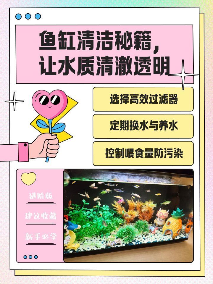 如何優化魚缸水質，優化魚缸水質是養魚過程中最關鍵的環節之一，如何優化魚缸水質