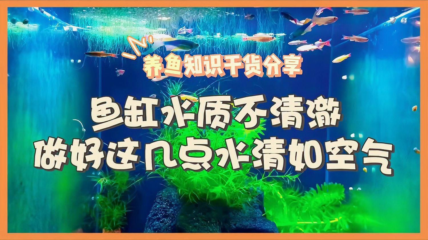 如何優化魚缸水質，優化魚缸水質是養魚過程中最關鍵的環節之一，如何優化魚缸水質